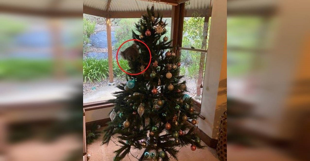 Familia se sorprende al encontrar un animalito escondido en el árbol de Navidad