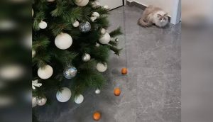 Gato no podrá destruir el árbol de Navidad gracias al «poder de las mandarinas»