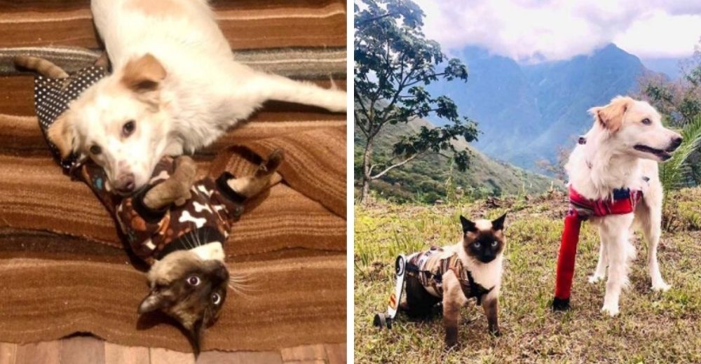 Un gato en silla de ruedas y un perro de 3 patas se ofrecen consuelo y ahora son inseparables