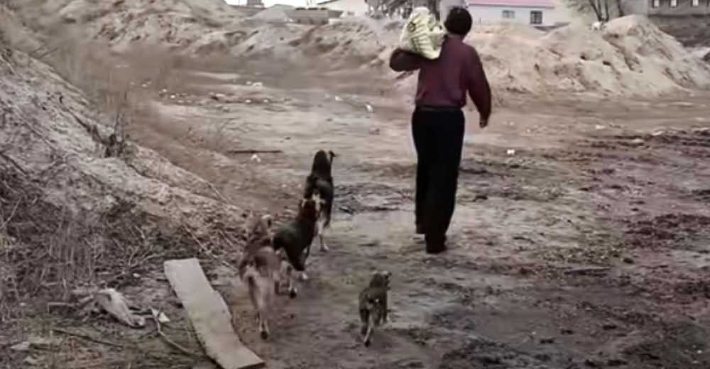 Sobrevive en la calle y pide ayuda para proteger a sus 30 perritos