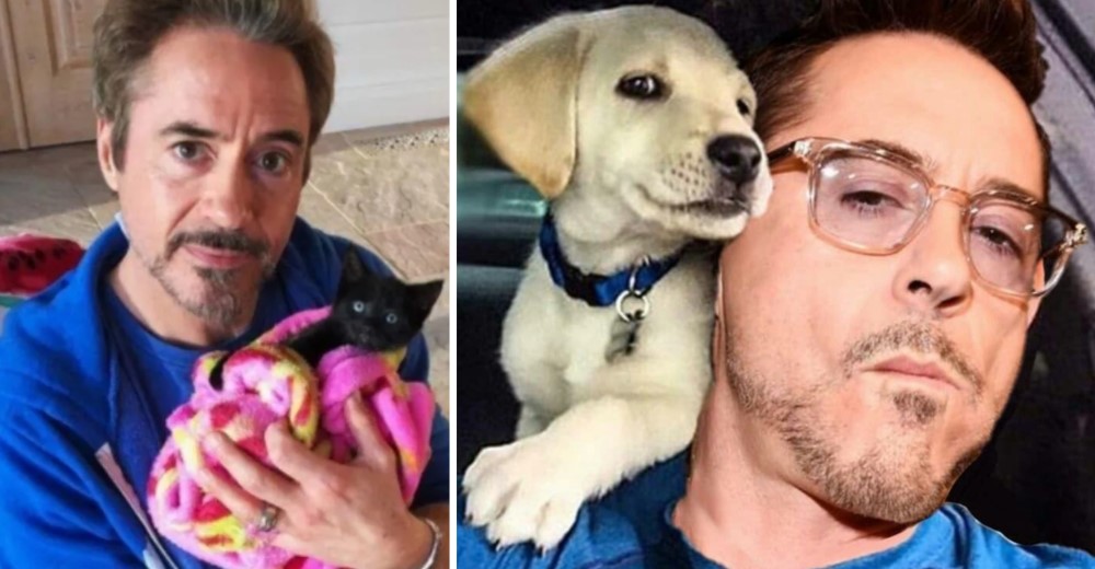 El actor Robert Downey, Ironman, confiesa que ahora no puede vivir sin los animales que rescató