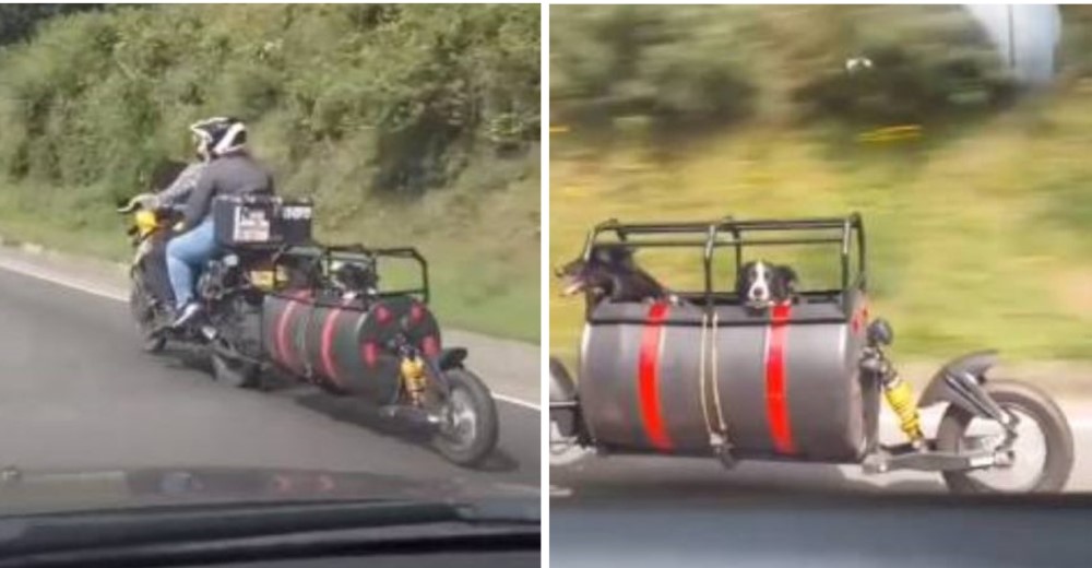 Joven pareja transforma su motocicleta para evitar que sus perros se quedaran abandonados