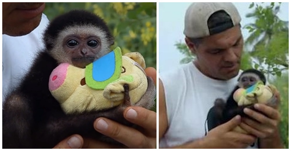 Un temeroso monito rescatado encuentra consuelo en el peluche que le da Frank Cuesta