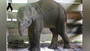 Muere la cría de elefante que perdió su trompa tras caer en una trampa