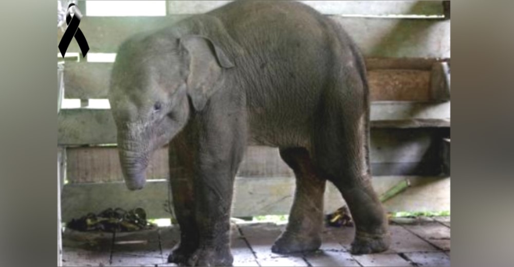 Muere la cría de elefante que perdió su trompa tras caer en una trampa