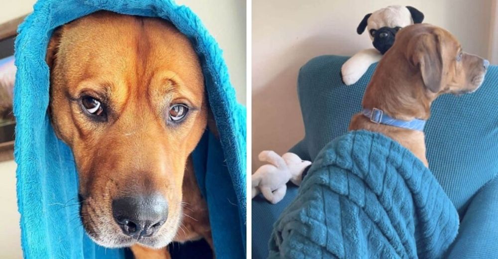 Perro rescatado se aferra a su nueva mantita azul para superar sus peores miedos