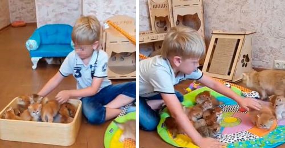 Niño se emociona al conocer a los bebés de su gatita y no los quiere soltar