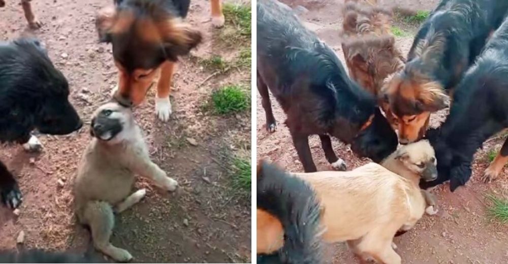 Perros del refugio le dan una cálida bienvenida al cachorro que llegó para salvarse