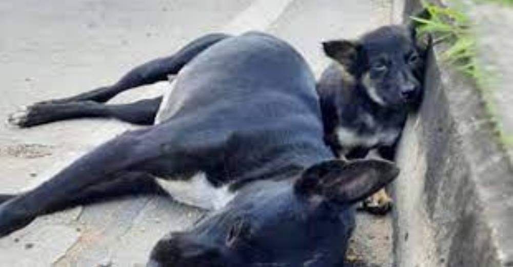 Cachorrita desolada se queda junto a su mamá al borde de la carretera esperando que se levante