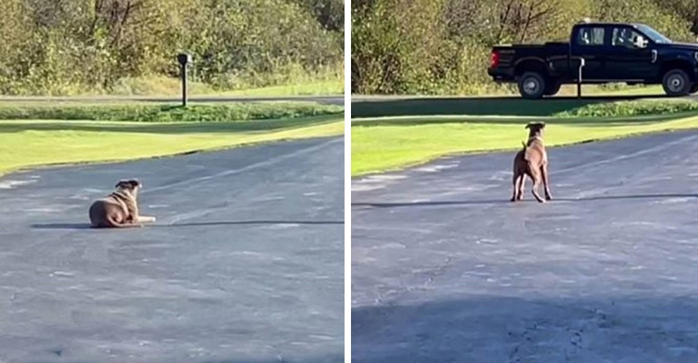 Perrita rescatada corre emocionada cuando ve en la camioneta al hombre que un día la salvó