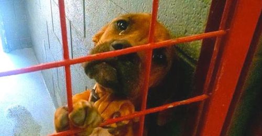 Un fotógrafo captura las lágrimas de angustia de una perrita al sospechar que sería sacrificada Un fotógrafo captura las lágrimas de angustia de una perrita al sospechar que sería sacrificada