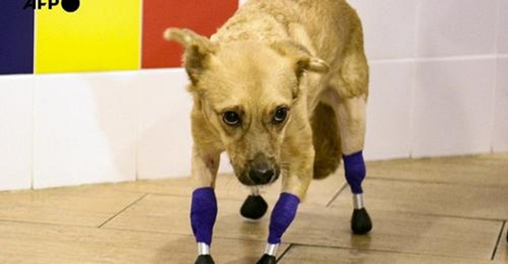 No puede creer que volvió a caminar gracias a sus 4 patitas biónicas tras una histórica cirugía