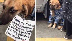 Perrito transita con un cartel pidiendo ayuda – «Ayúdame por favor, mi dueña falleció»