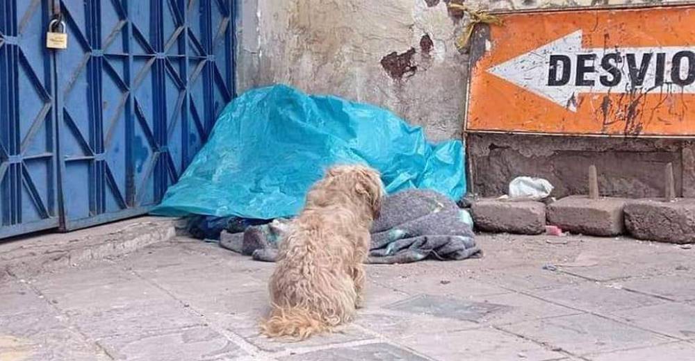 Perrito se niega a separarse del ser que más ama con la esperanza de que reviva Perrito se niega a separarse del ser que más ama con la esperanza de que reviva