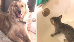 Perro vuelve a casa con una gatita y le suplica a su dueño que lo siga hasta la bañera