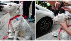 Un joven salva la vida a un perro al atraparlo cuando cayó al vacío desde un cuarto piso