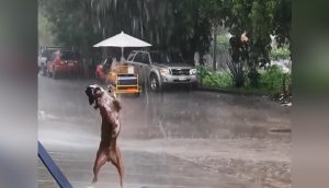 Un perrito no puede controlar su emoción al descubrir que está lloviendo afuera