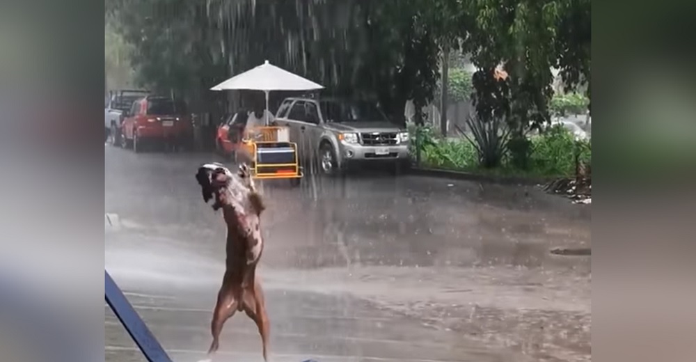 Un perrito no puede controlar su emoción al descubrir que está lloviendo afuera Un perrito no puede controlar su emoción al descubrir que está lloviendo afuera