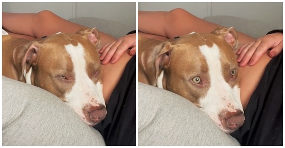 Perro queda en shock cuando siente una patada en el vientre de mamá por primera vez Perro queda en shock cuando siente una patada en el vientre de mamá por primera vez