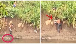 Jóvenes se lanzan a un río con cocodrilos para rescatar a un perrito que nadie quiso salvar