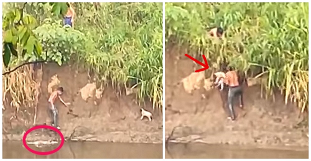 Jóvenes se lanzan a un río con cocodrilos para rescatar a un perrito que nadie quiso salvar