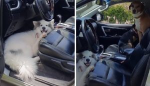 Perritos emocionados por viajar se suben a escondidas en el auto de su dueña