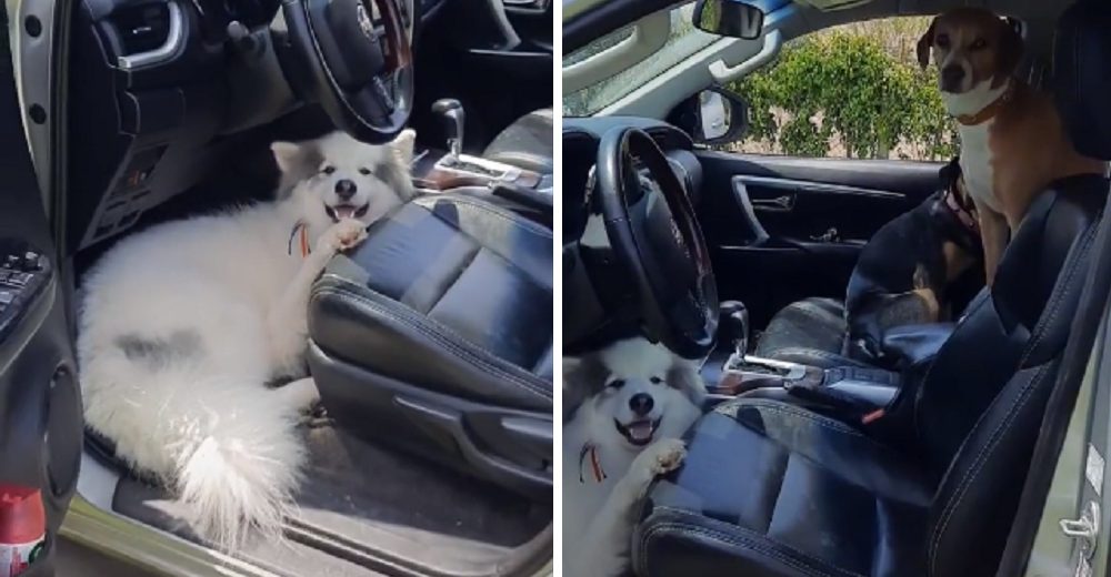 Perritos se suben a escondidas en el auto para huir de casa