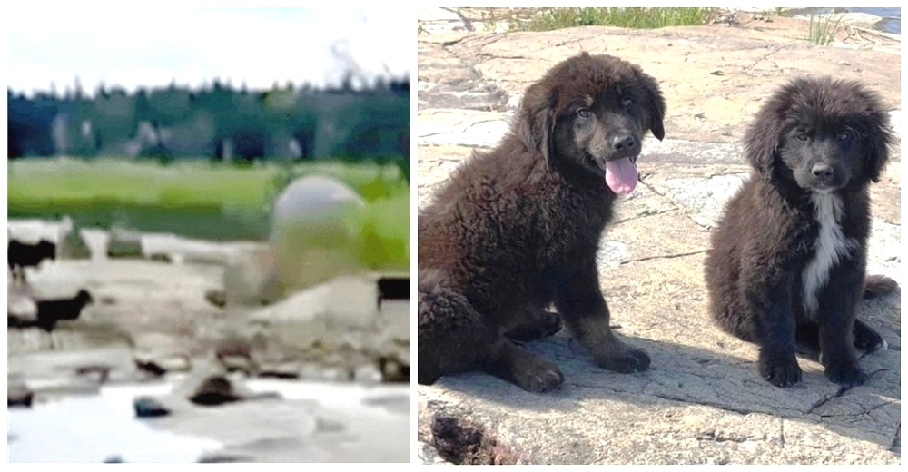 Navegante queda desconsolado al hallar 7 cachorritos llorando de hambre en una isla desierta