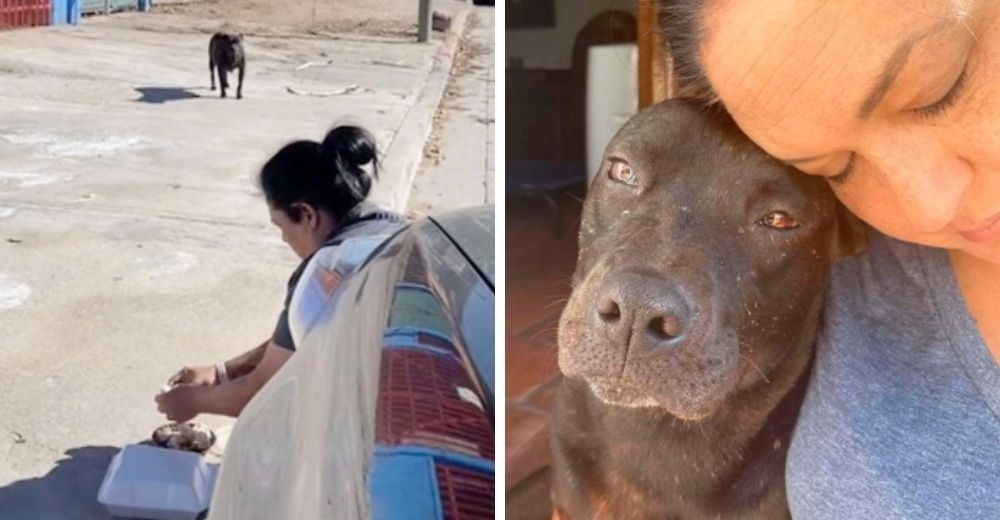 Perrita callejera embarazada llora cuando su ángel se detiene para meterla en su auto