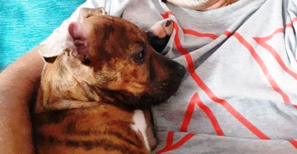 El perrito que llegó en patera junto a su dueño inmigrante y enamoró a un policía El perrito que llegó en patera junto a su dueño inmigrante y enamoró a un policía