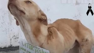 Perrito callejero que rogaba que le compraran postres para pagar su cirugía, ya está en el cielo