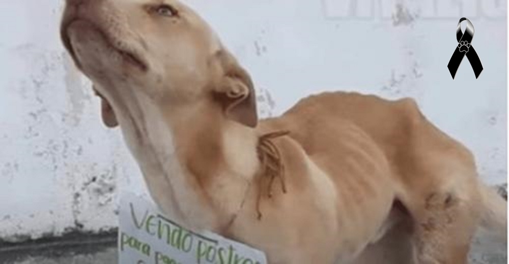 Perrito callejero que rogaba que le compraran postres para pagar su cirugía, ya está en el cielo