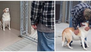 El perro del refugio «sin emociones» sonríe al fin cuando su dueño lo encuentra