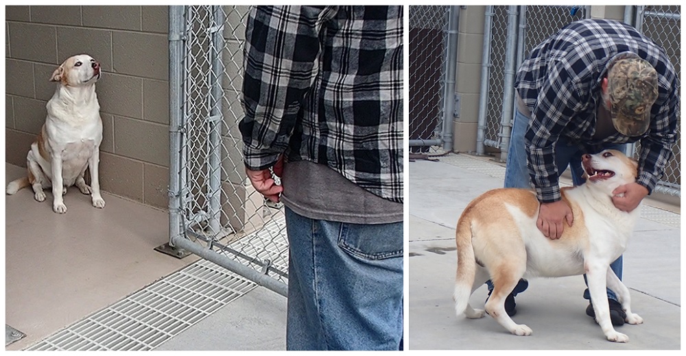 El perro del refugio «sin emociones» sonríe al fin cuando su dueño lo encuentra El perro del refugio «sin emociones» sonríe al fin cuando su dueño lo encuentra