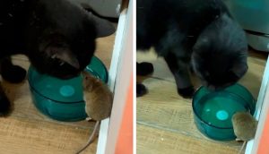 Encuentra a su gato haciéndose mejor amigo del ratón que supuestamente iba a atrapar
