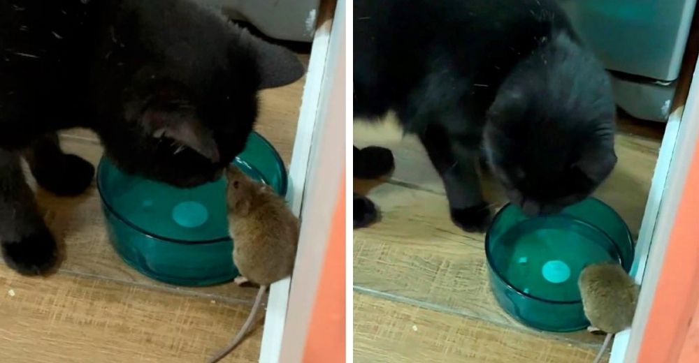 Encuentra a su gato haciéndose mejor amigo del ratón que supuestamente iba a atrapar