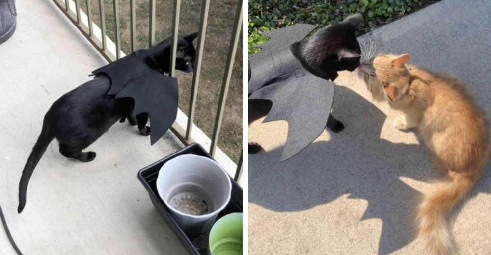 Mujer descubre que la mejor amiga de su gato está aterrada, y juntos deciden ayudarla