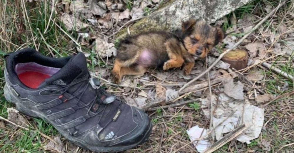 Perrita usó una bota vieja como su refugio seguro mientras rogaba que alguien la encontrara