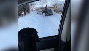 Perro queda perplejo ante un extraño animal paseando por la entrada de su casa