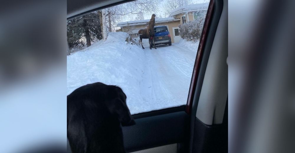 Perro queda perplejo ante un extraño animal paseando por la entrada de su casa