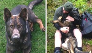 Perro policía perdido no puede controlar su emoción cuando al fin se reúne con su humano