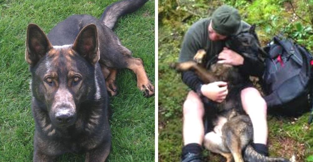 Perro policía perdido no puede controlar su emoción cuando al fin se reúne con su humano