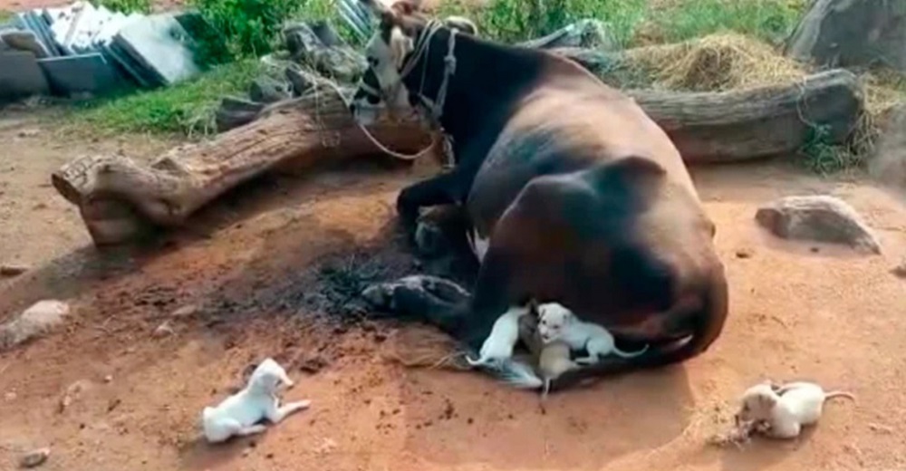 7 cachorritos huérfanos se acercan a una madre vaca suplicando ser amamantados