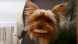 El perrito que se robó los dientes postizos de papá se pavonea sin dejar de sonreír