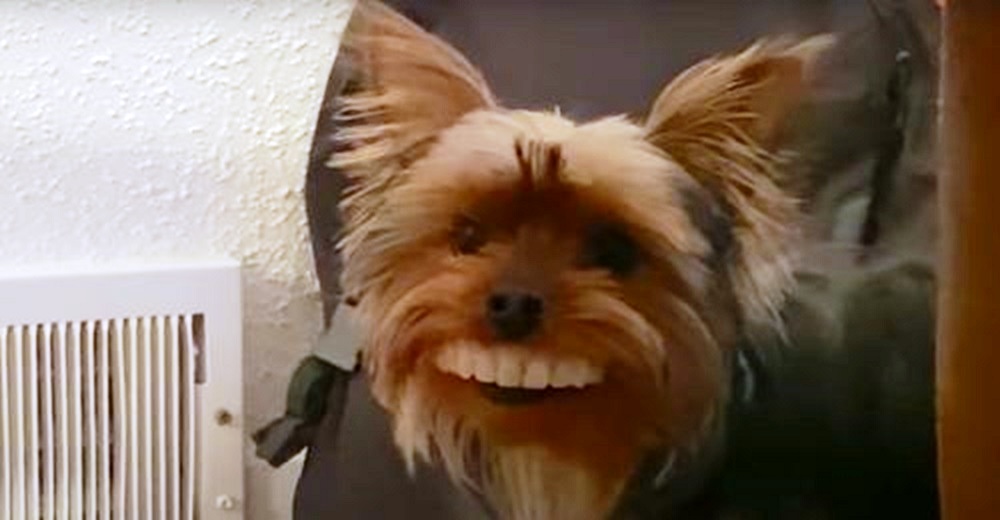El perrito que se robó los dientes postizos de papá se pavonea sin dejar de sonreír
