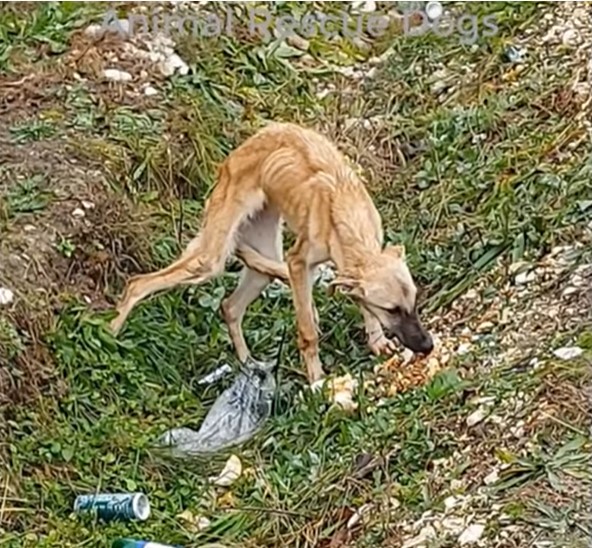 hombre se acerca perro asustado