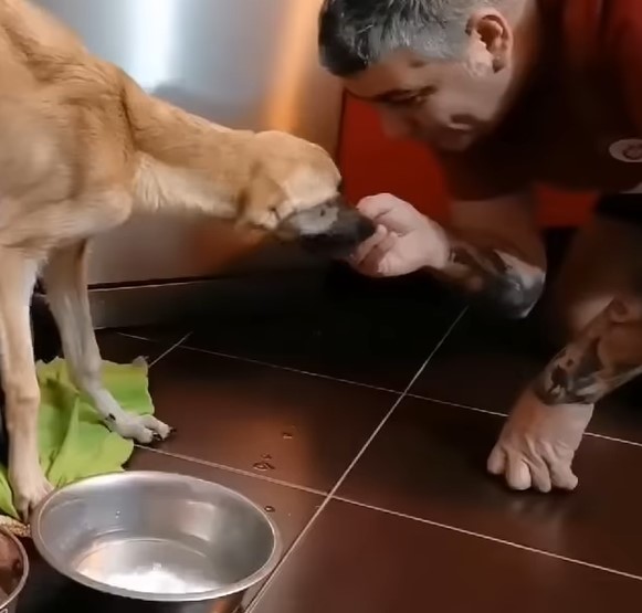 hombre se acerca perro asustado