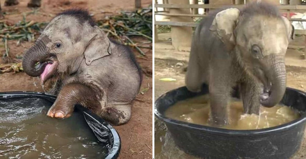 Elefantito bebé conoce lo que es un baño relajante por primera vez tras un duro encierro
