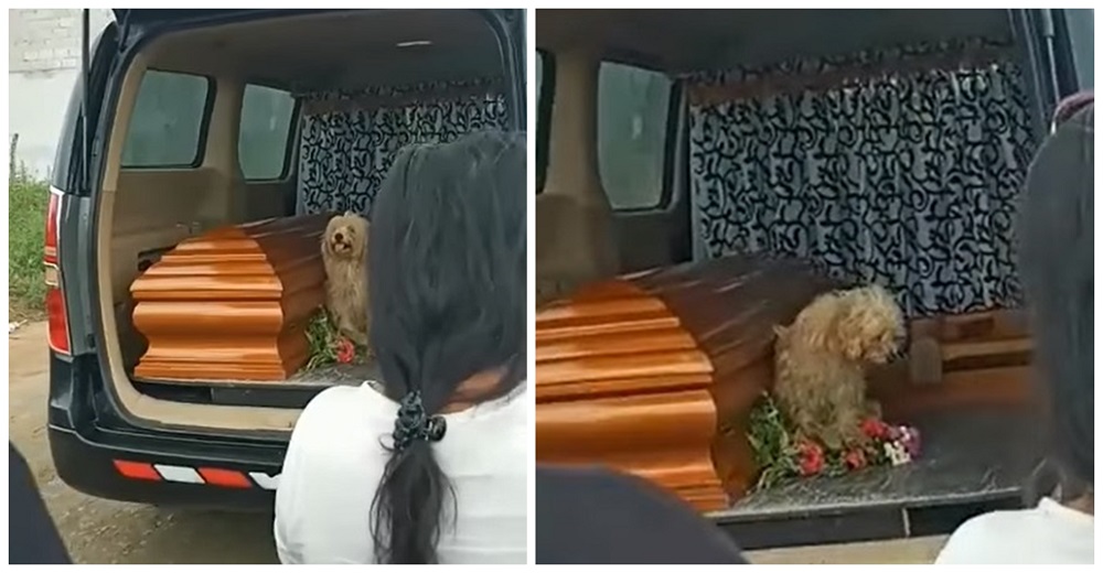 Devastado perrito fiel insiste en permanecer junto al ataúd de su madre hasta el final Devastado perrito fiel insiste en permanecer junto al ataúd de su madre hasta el final