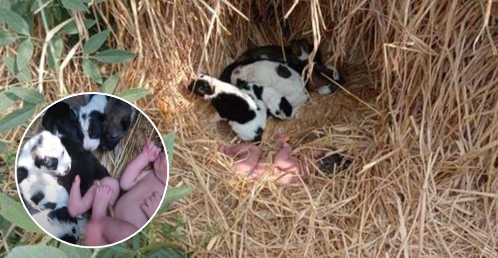 Encuentran a cachorritos acurrucando a una bebé abandonada como si fuera una hermanita más Encuentran a cachorritos acurrucando a una bebé abandonada como si fuera una hermanita más